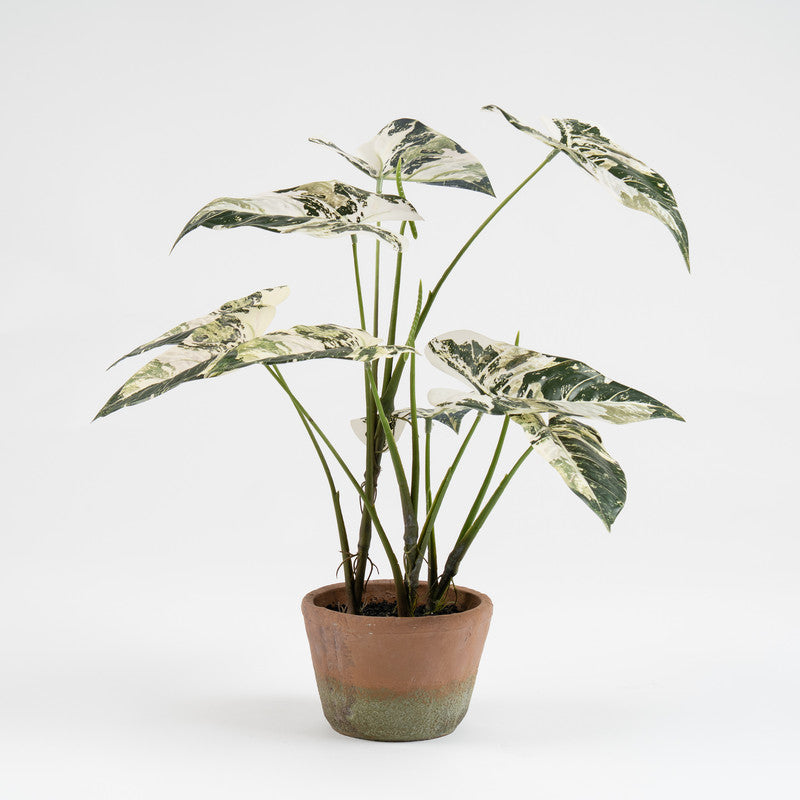 59cm Real Touch Alocasia Plant